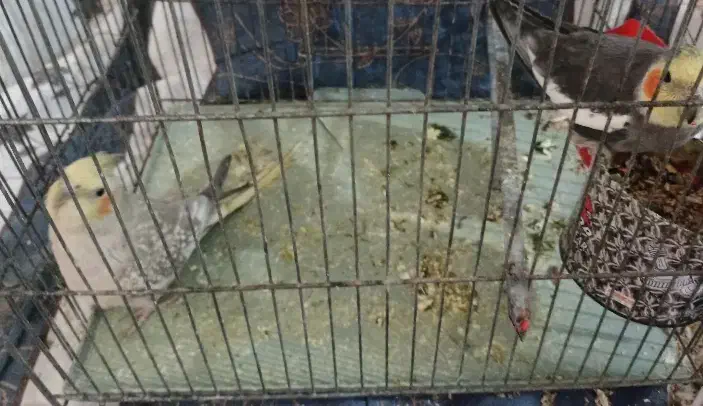 عروس هلندی|پرنده|ماهدشت, |دیوار