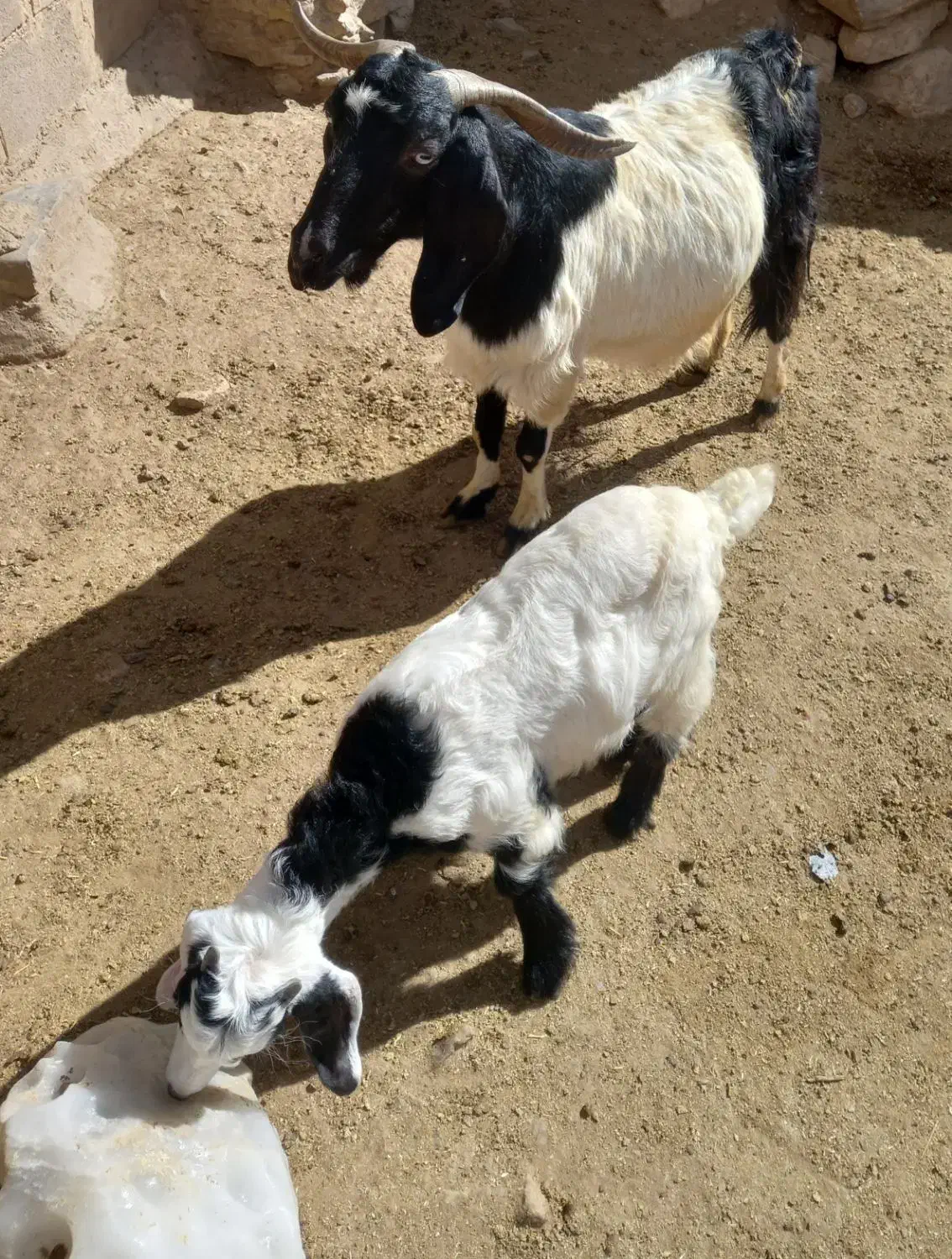 بز و بزغاله|حیوانات مزرعه|سامن, |دیوار