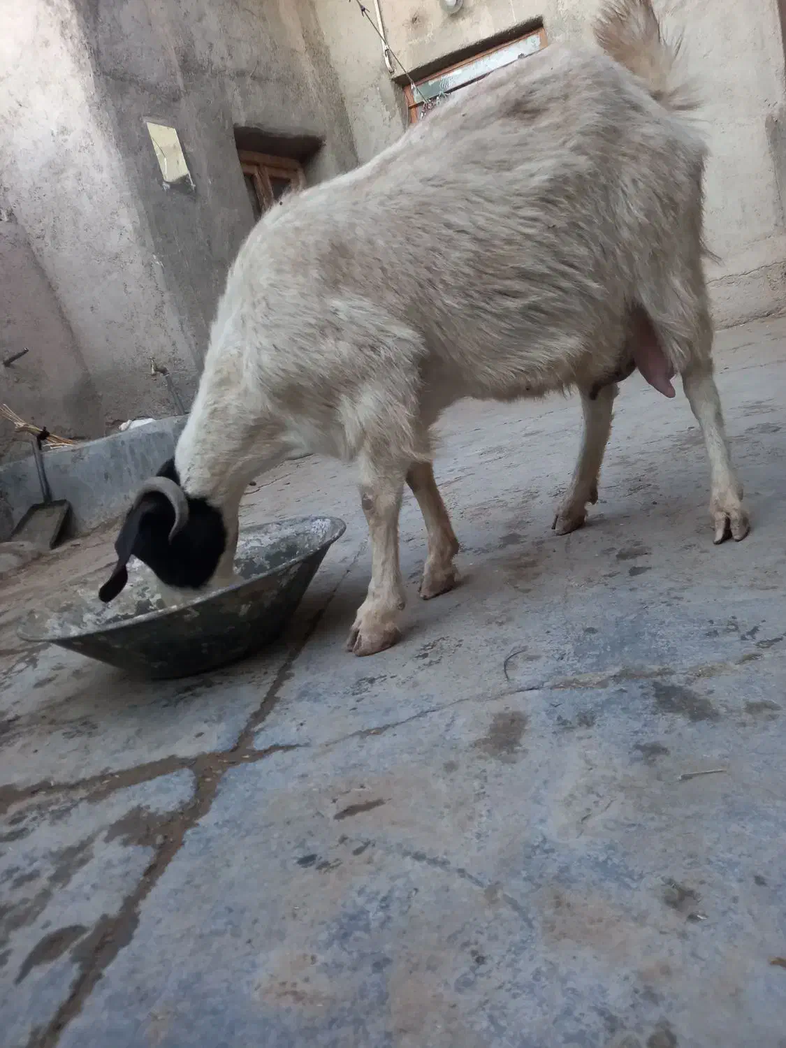 یک عدد بز|حیوانات مزرعه|شاخنات, |دیوار