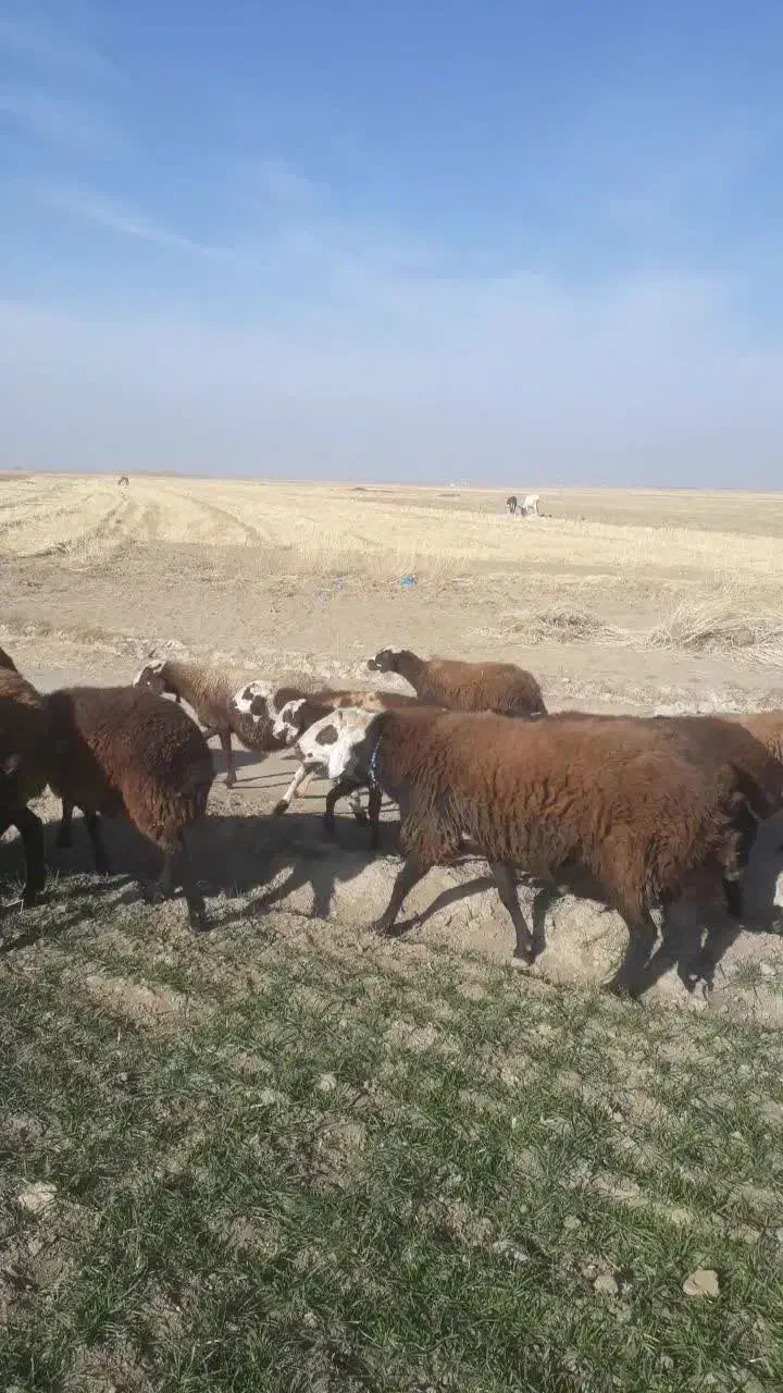 قوچ مهربانی|حیوانات مزرعه|میلاجرد, |دیوار