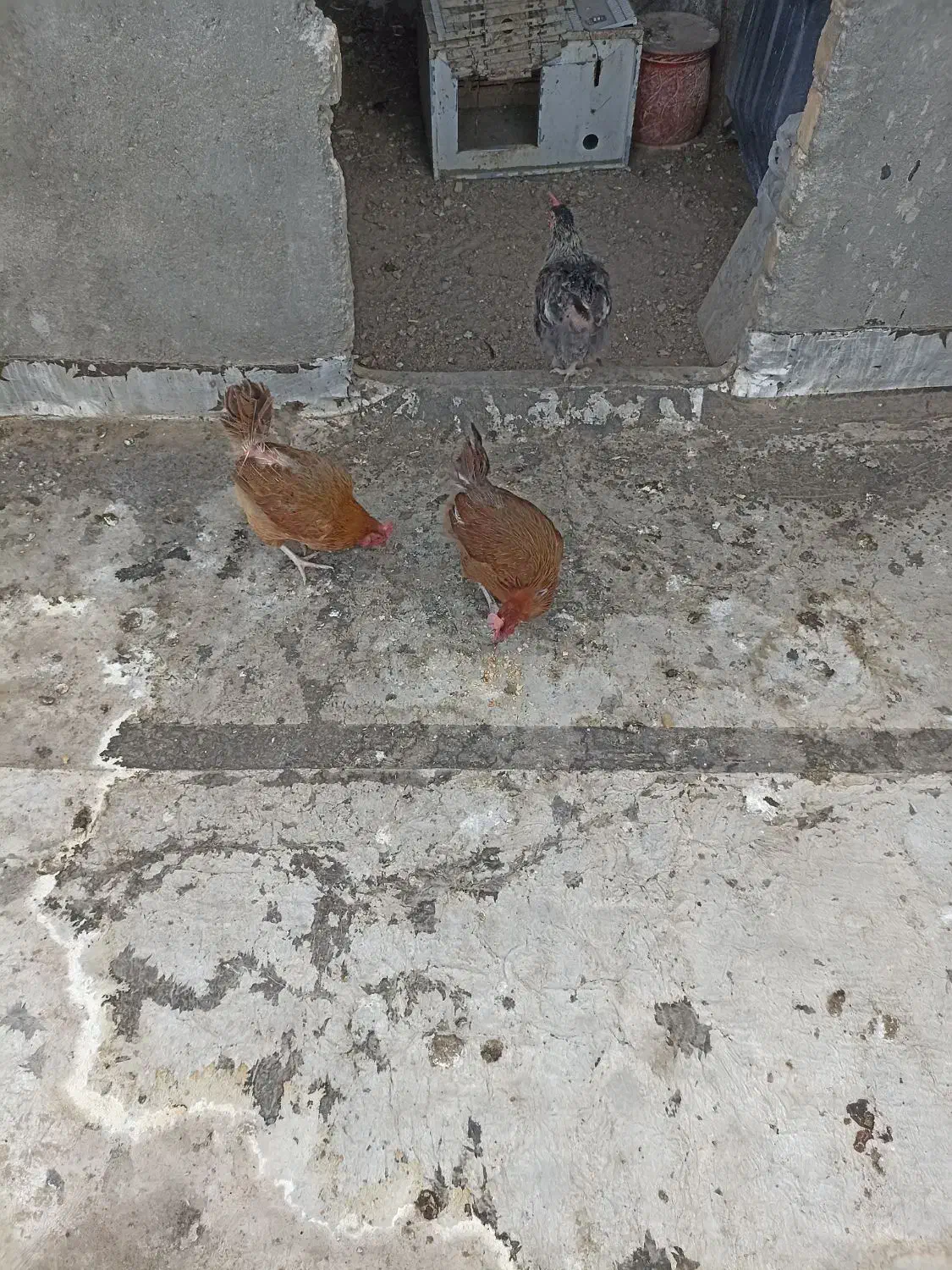 مرغ خانگی|حیوانات مزرعه|تربت‌حیدریه, شهرک ولیعصر|دیوار