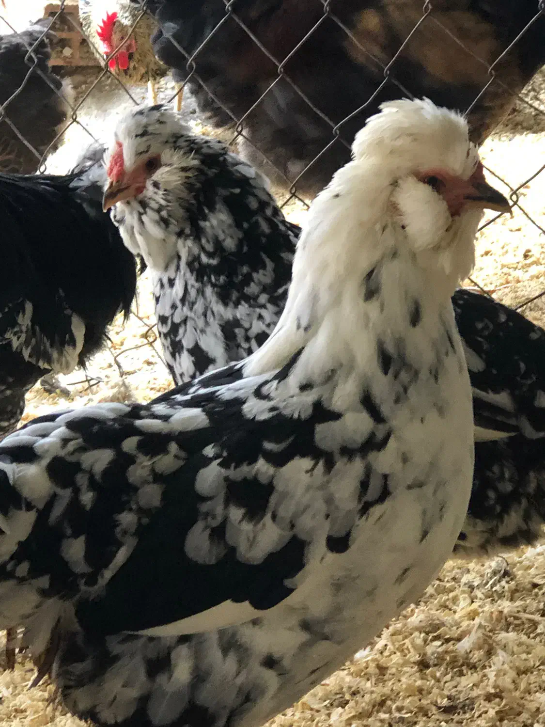 تخم و جوجه مرغ و خروس گلین چهل تاج|حیوانات مزرعه|ساری, |دیوار