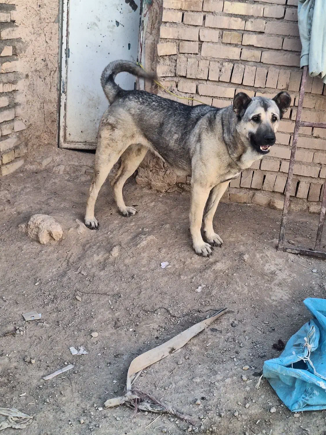 سگ اصیل نمونه|سگ|مهربان, |دیوار