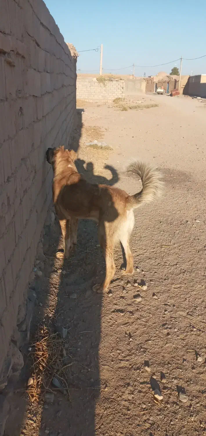 سلام یک عدد کوچ ۱۰ماهه سرابی|سگ|درمیان, |دیوار