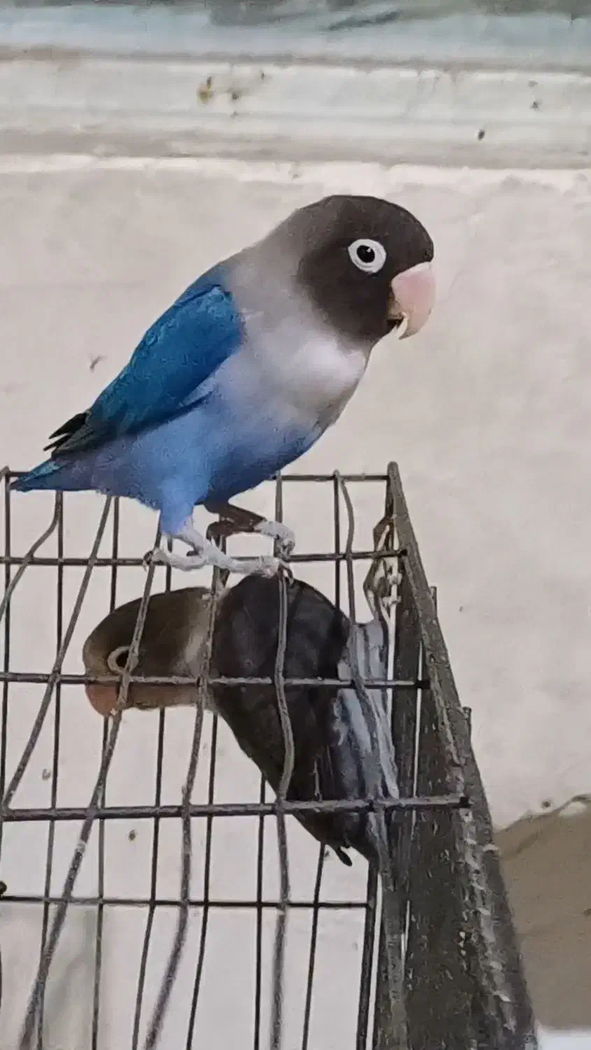 طوطی برزیلی|پرنده|خرمشهر, |دیوار