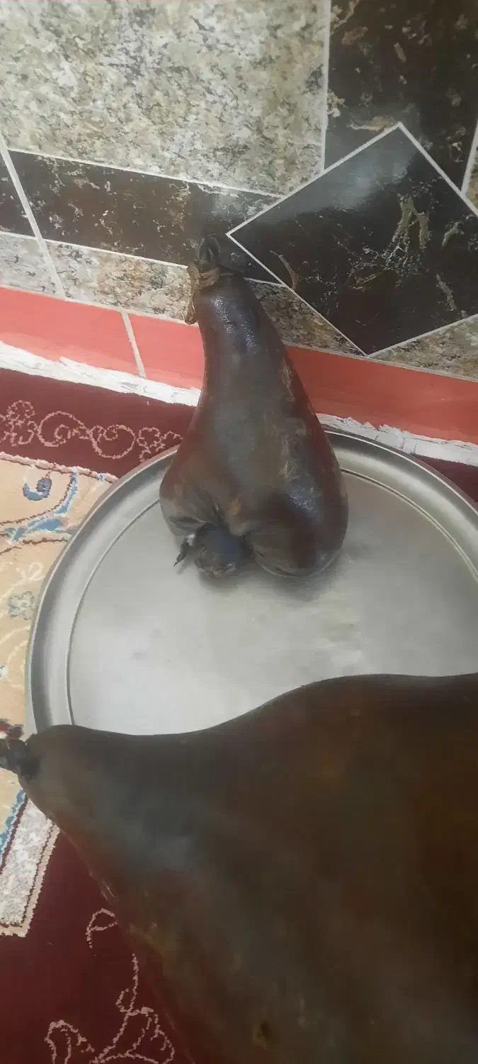 هیزه های نو وسالم|ظروف نگهدارنده، پلاستیکی، یکبارمصرف|نورآباد, |دیوار