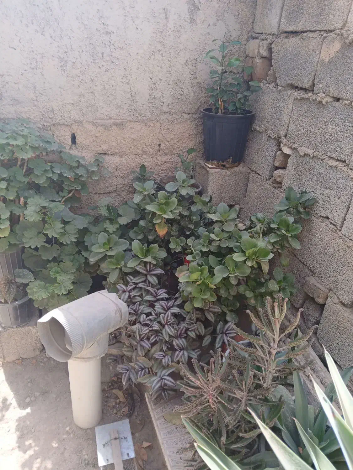 گل های سالم وزیبا|گل و گیاه طبیعی|رامجین, |دیوار