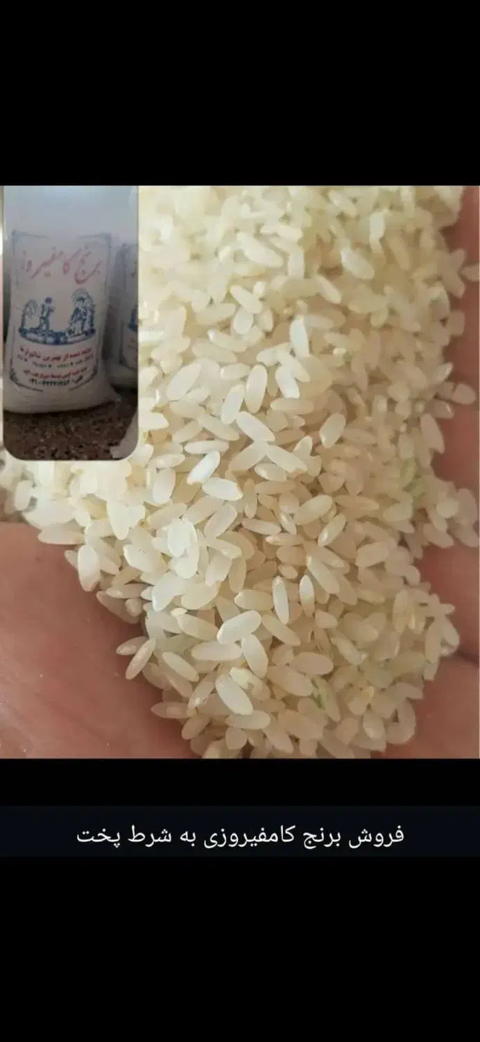 فروش عمده ی برنج کامفیروزی بدون واسطه|عمدهفروشی|بانش, |دیوار