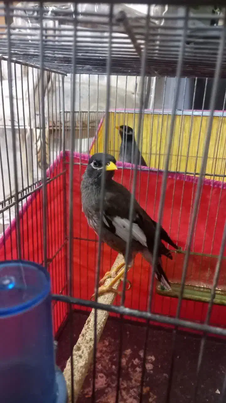 مینا دستی|پرنده|قم, منبع آب|دیوار