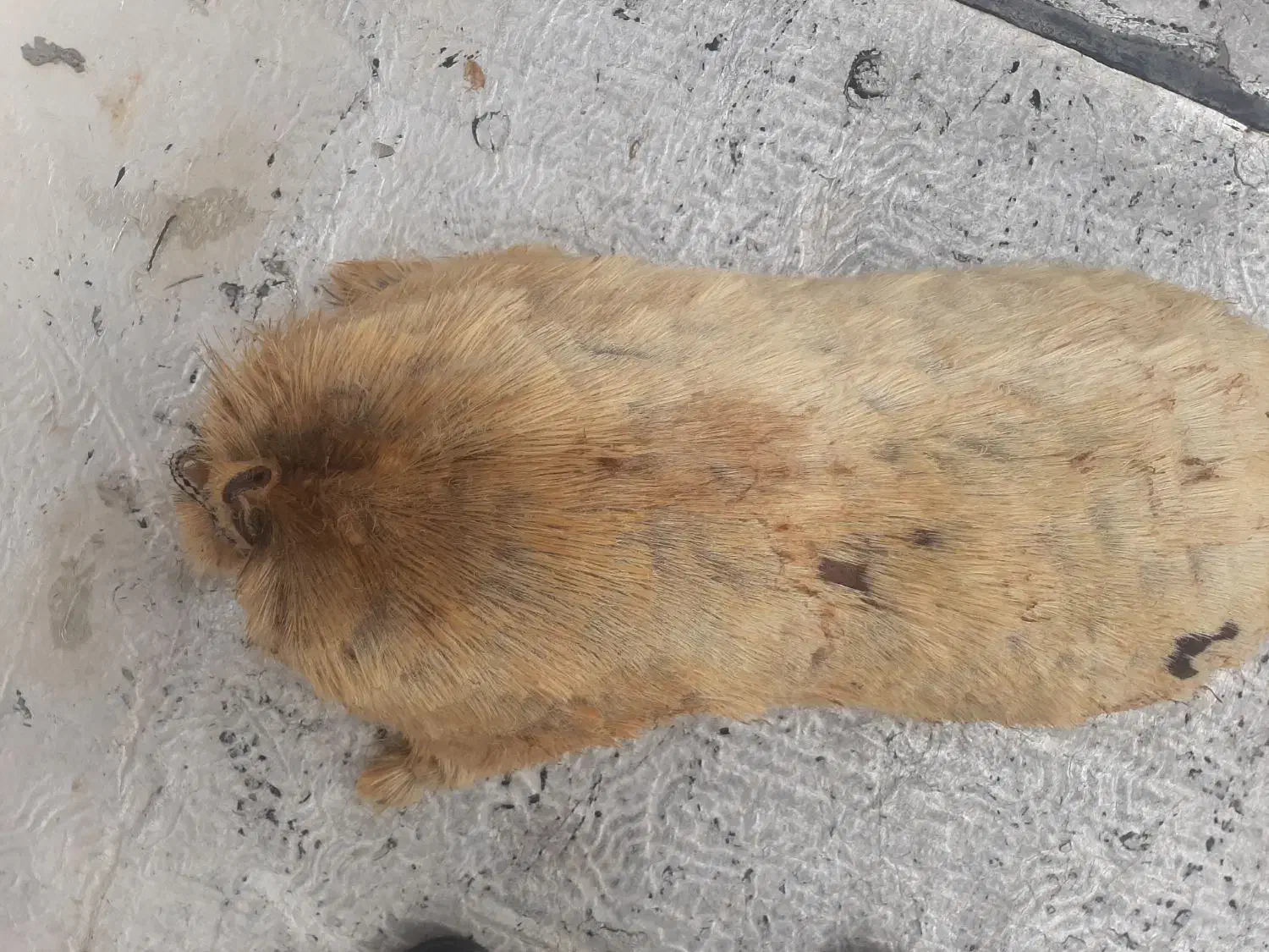 خیک|کلکسیون و سرگرمی|دزفول, |دیوار