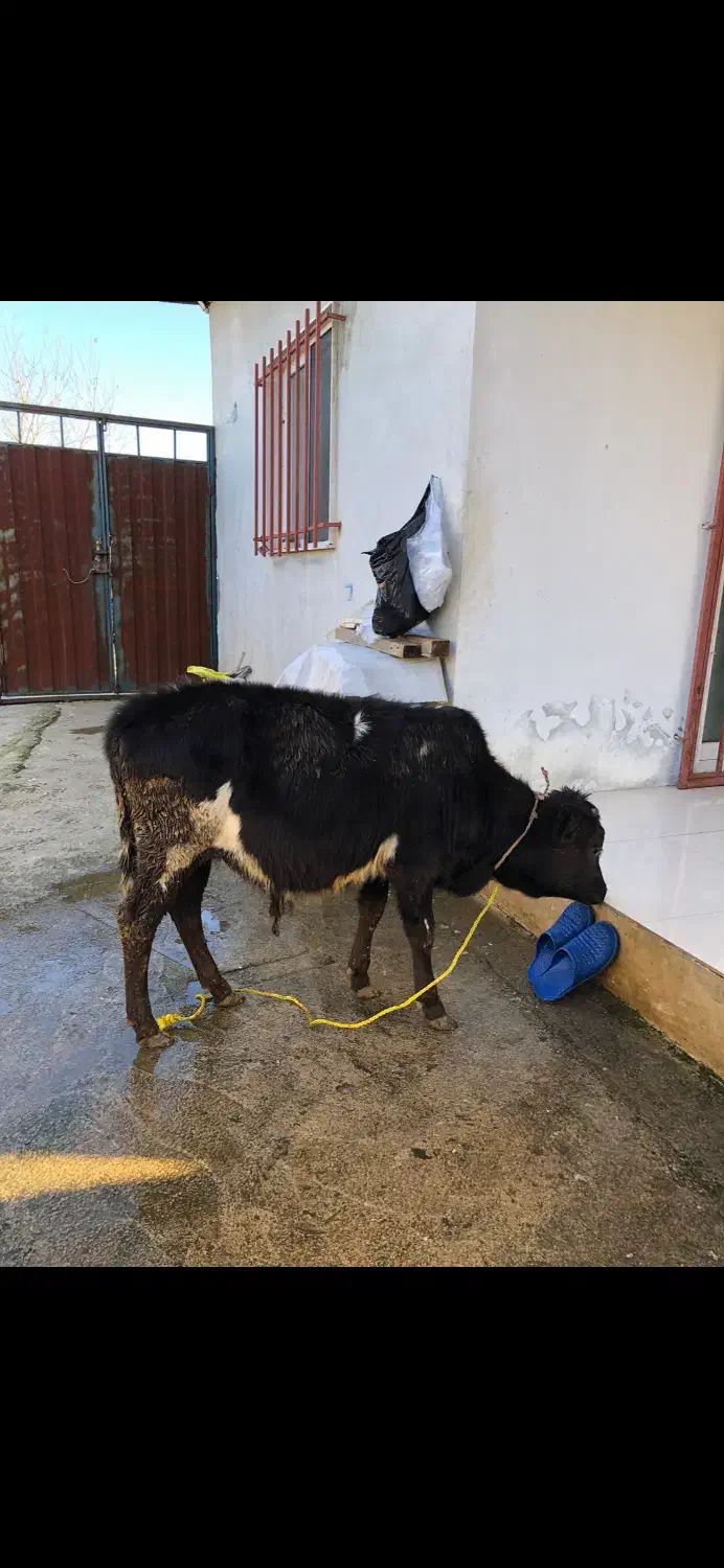 گوساله|حیوانات مزرعه|بندر انزلی, پیل علی باغ|دیوار