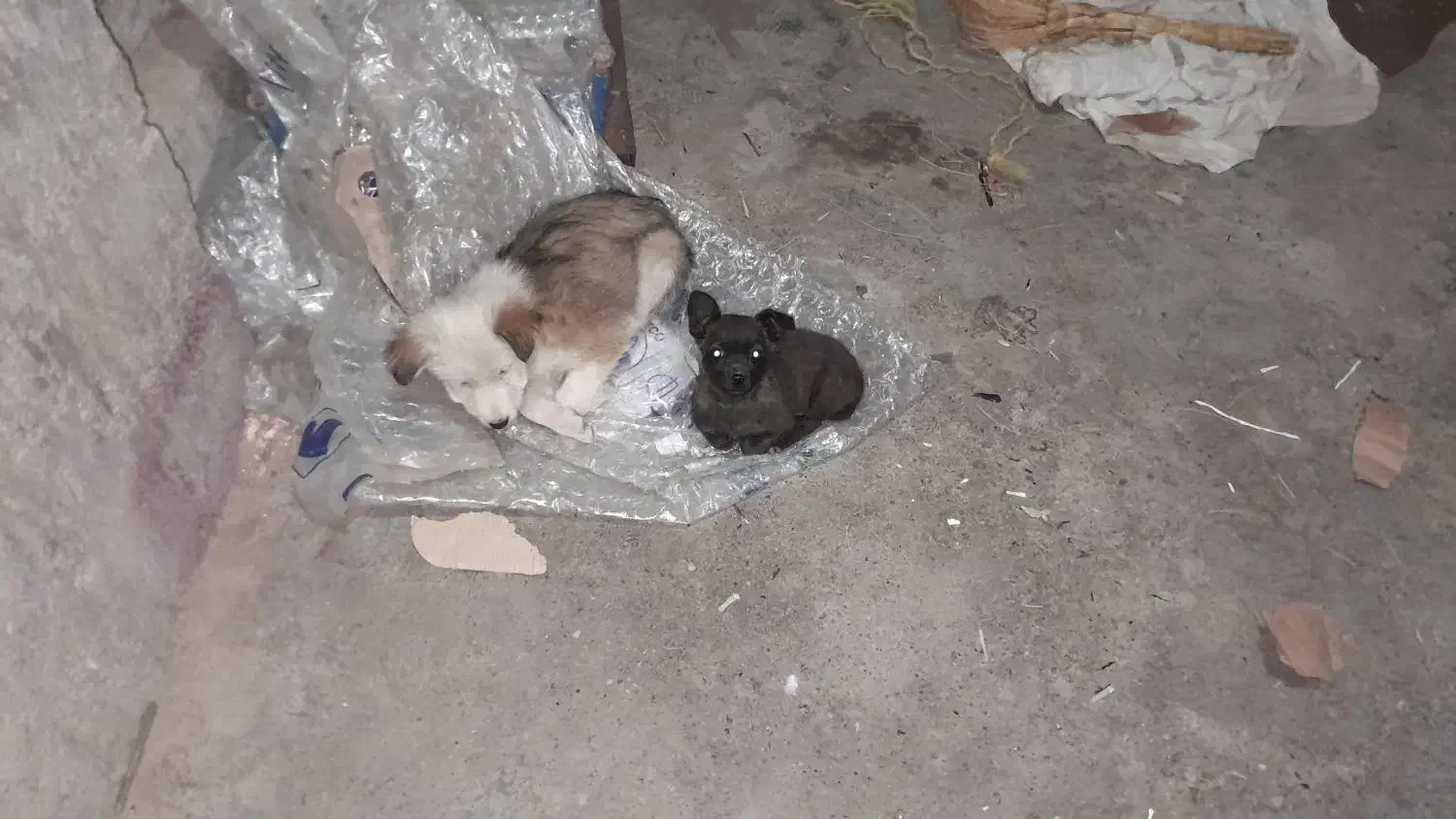 سگ باتربیت|سگ|تایباد, |دیوار