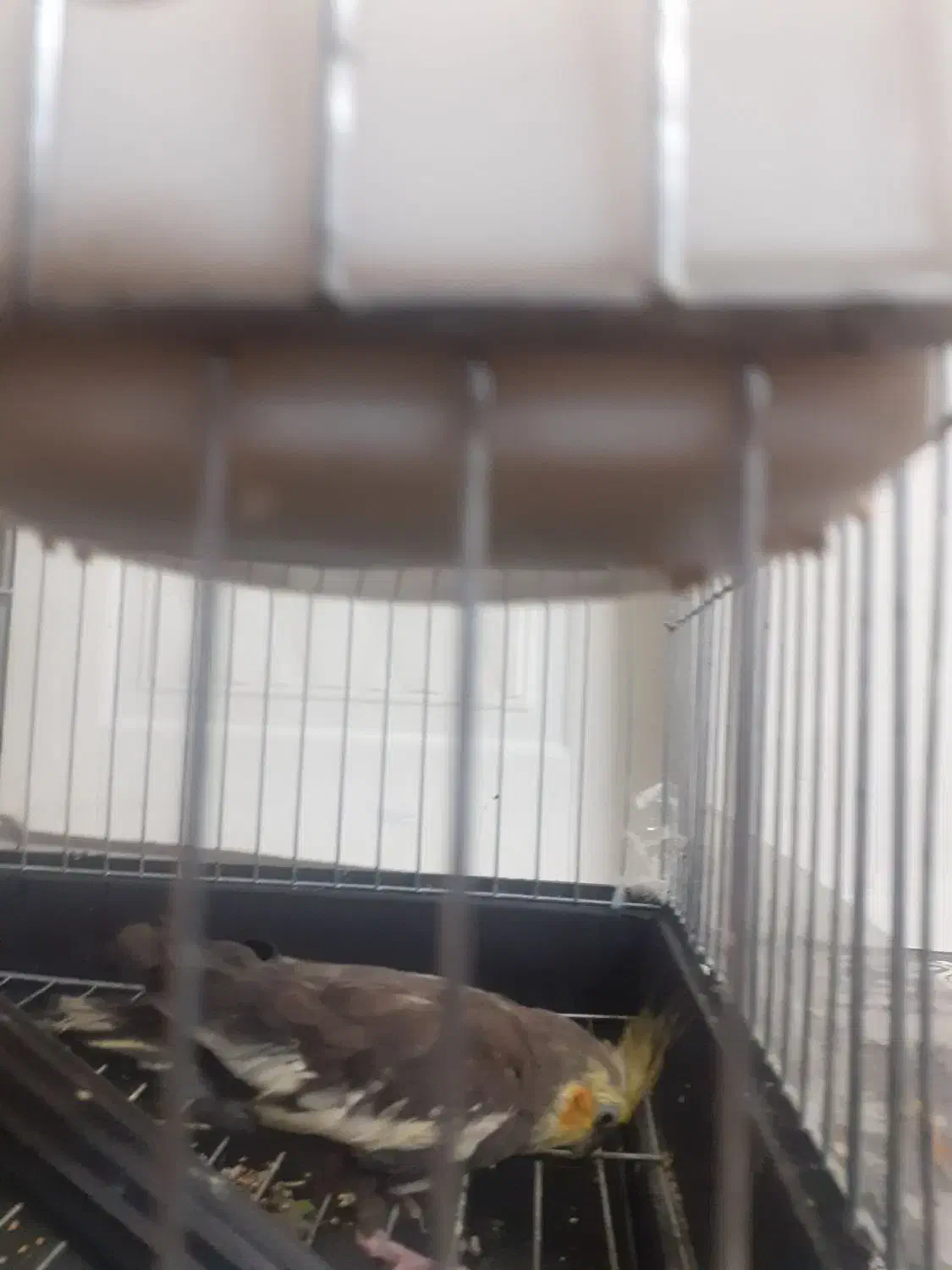 عروس و مرغ عشق سالم به همراه وسایل قفس|پرنده|ملارد, |دیوار