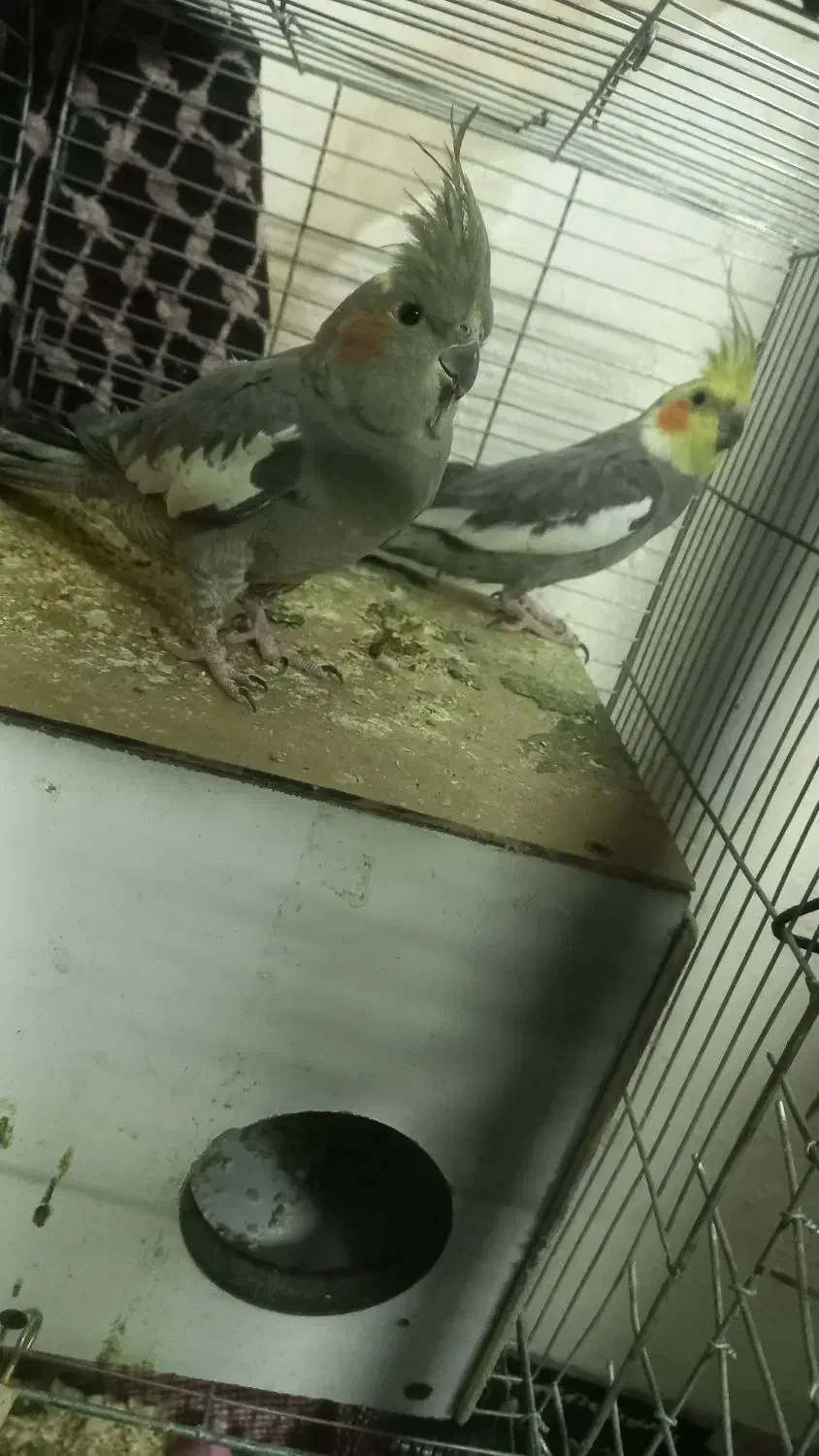 طوطی عروس هلندی|پرنده|کرمان, |دیوار