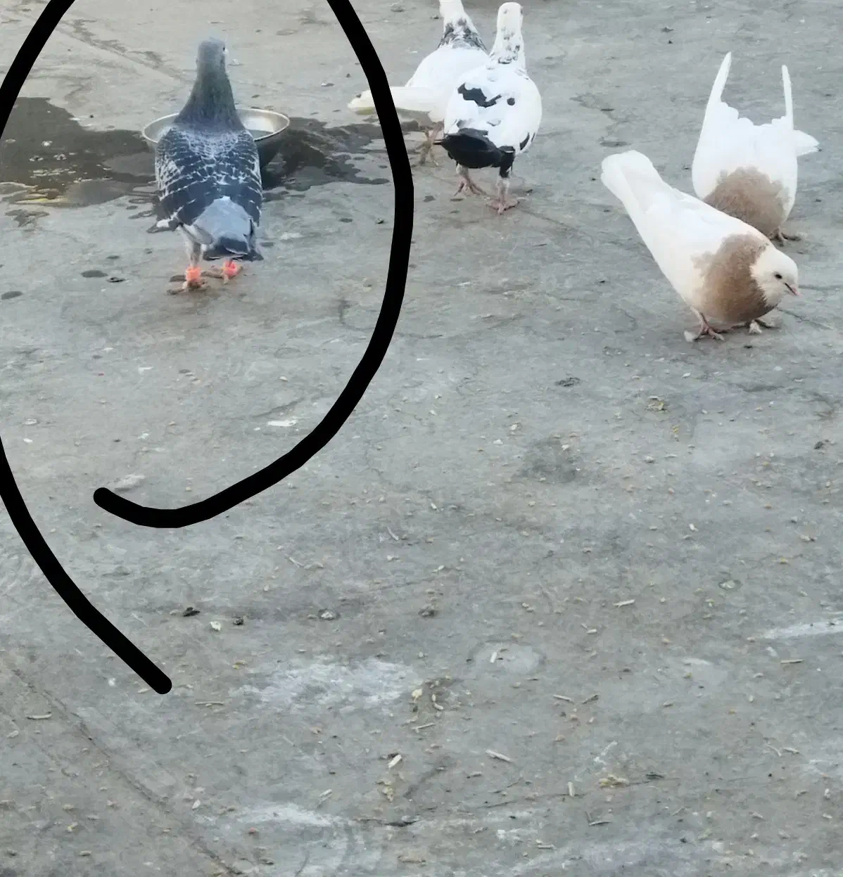 کفتر نر و ماده|پرنده|نیشابور, شهرک اندیشه|دیوار