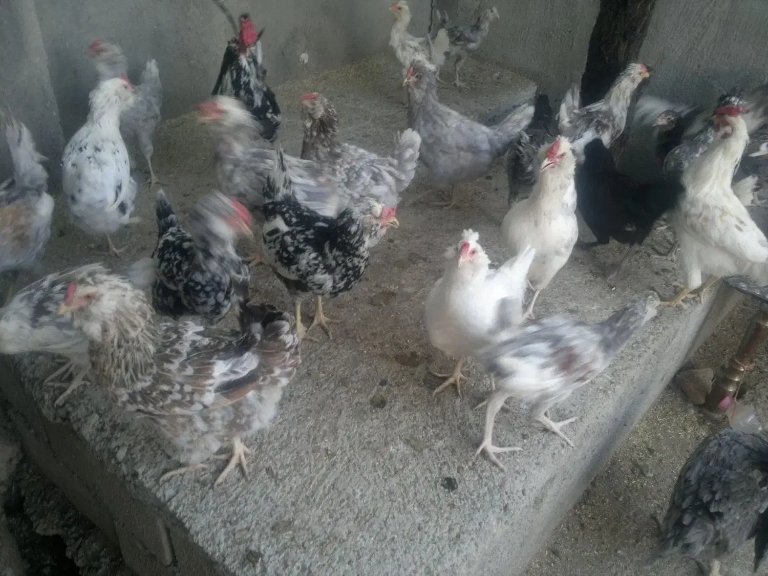 تخم مرغ نطفه دارگلین اصیل|حیوانات مزرعه|بیجار, |دیوار