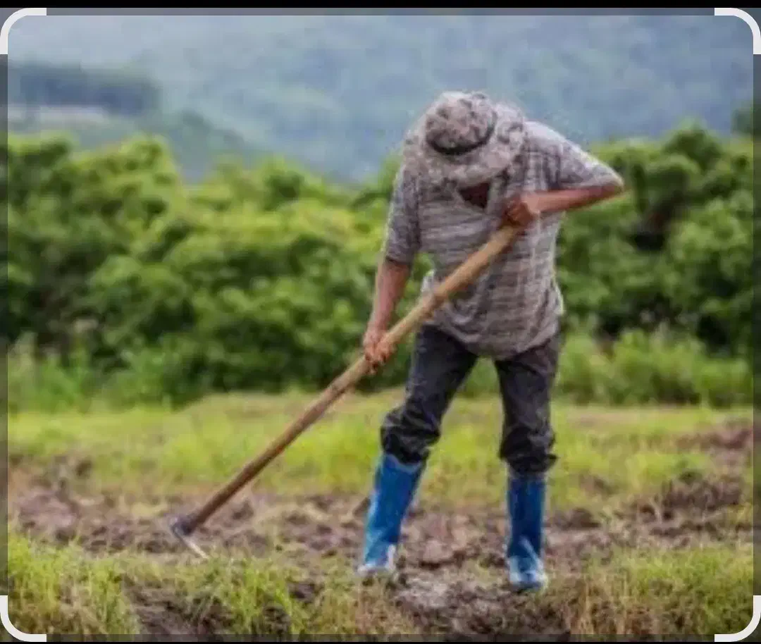 کارگر کشاورزی دائمی با بیمه و امکانات|استخدام صنعتی، فنی، مهندسی|تخت, |دیوار