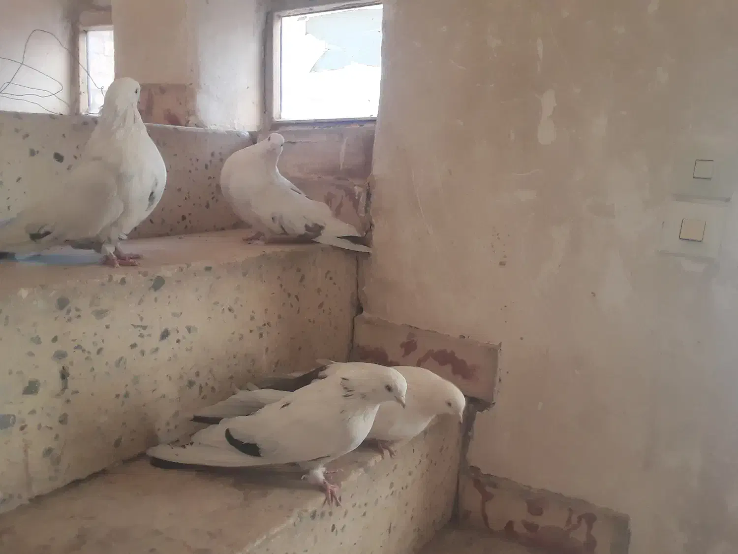 کبوتر|پرنده|بیجار, |دیوار