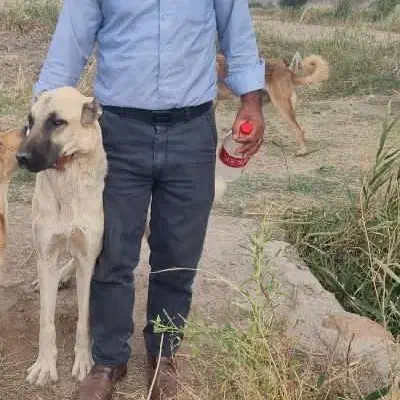 سگ گانگال|حیوانات|قره ضیاالدین, |دیوار