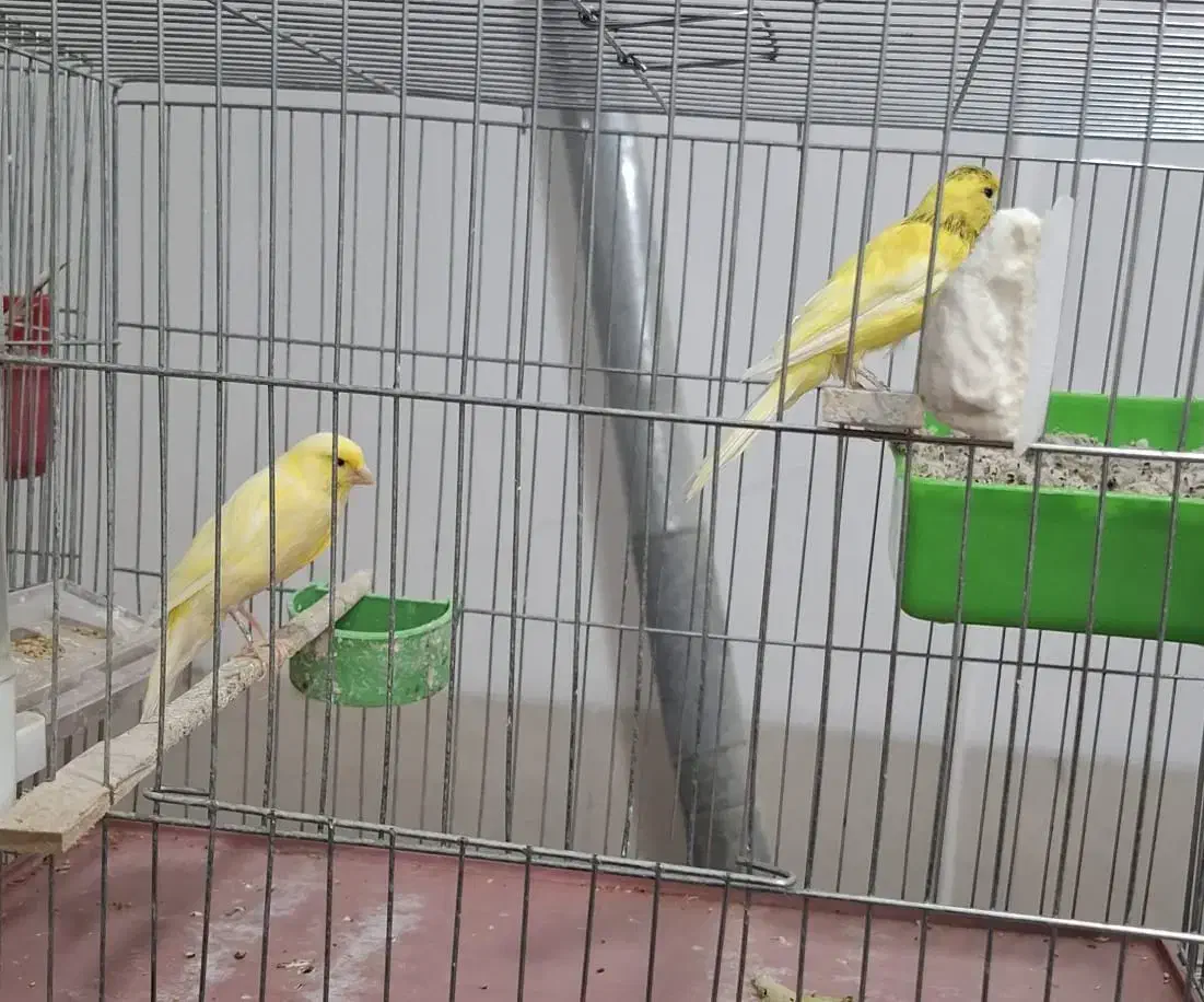 فروش قناری|پرنده|اردکان, |دیوار