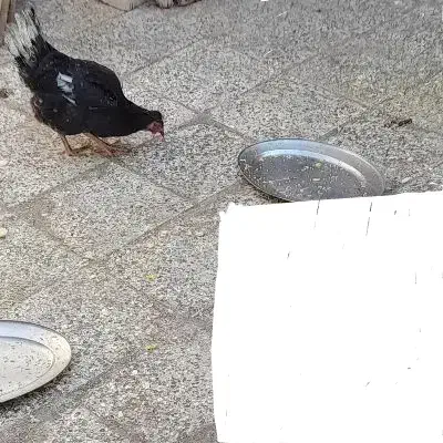 مرغ تخم گذار دربستان|حیوانات مزرعه|دشت آزادگان, |دیوار