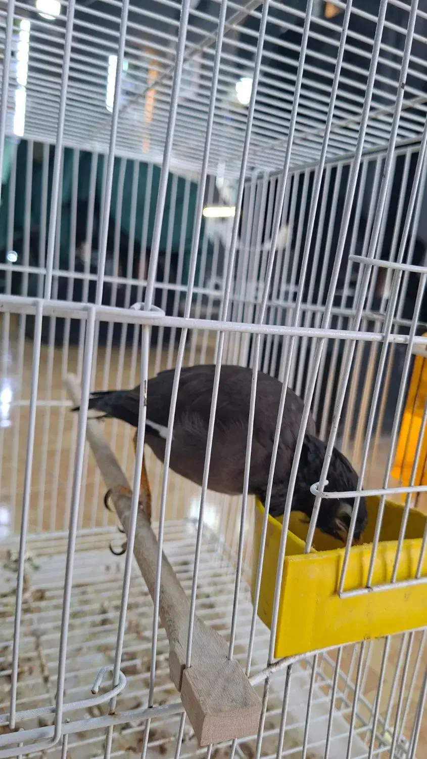 مینا دستی هندیجان|پرنده|هندیجان, |دیوار