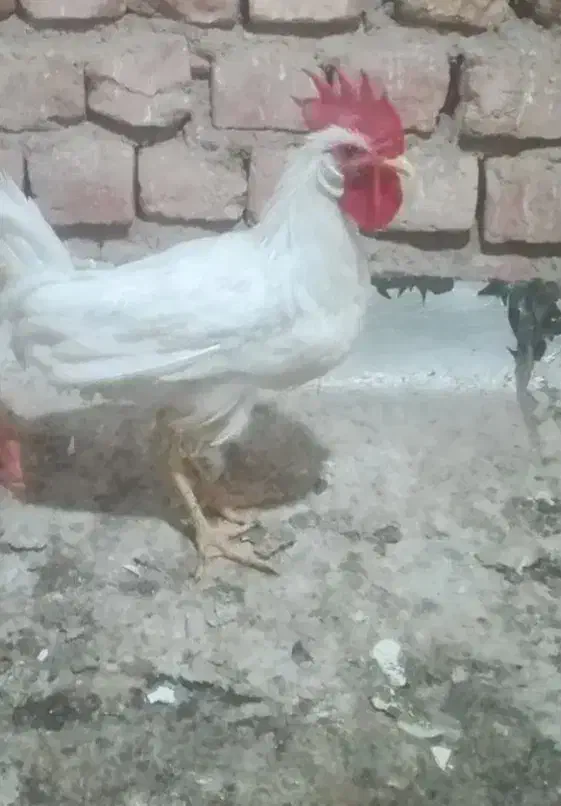 خروس سفید ۲۵۰|حیوانات مزرعه|قم, حنیف نژاد|دیوار