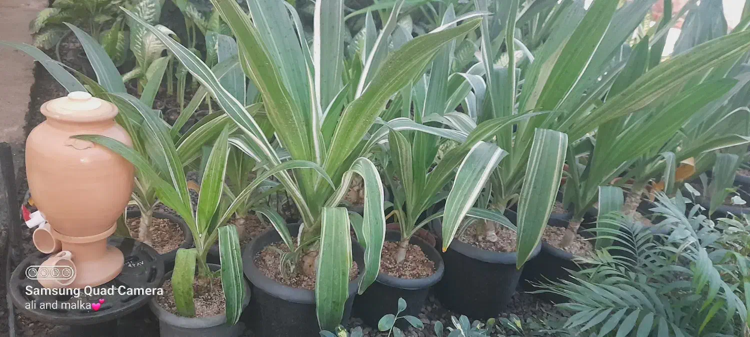 سوسن عنکبوتی ابلق|گل و گیاه طبیعی|محلات, |دیوار