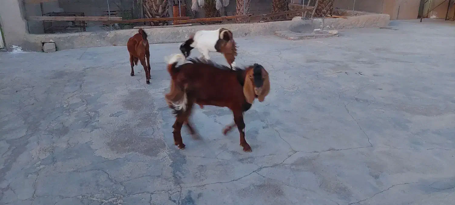 دو عدد کهره نر|حیوانات مزرعه|علامرودشت, |دیوار