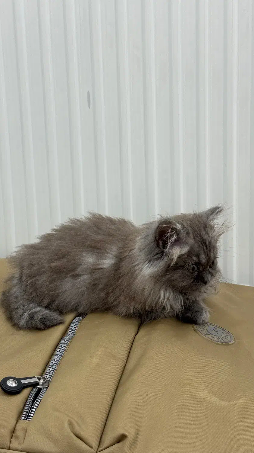 بچه گربه بریتیش|گربه|ارومیه, |دیوار