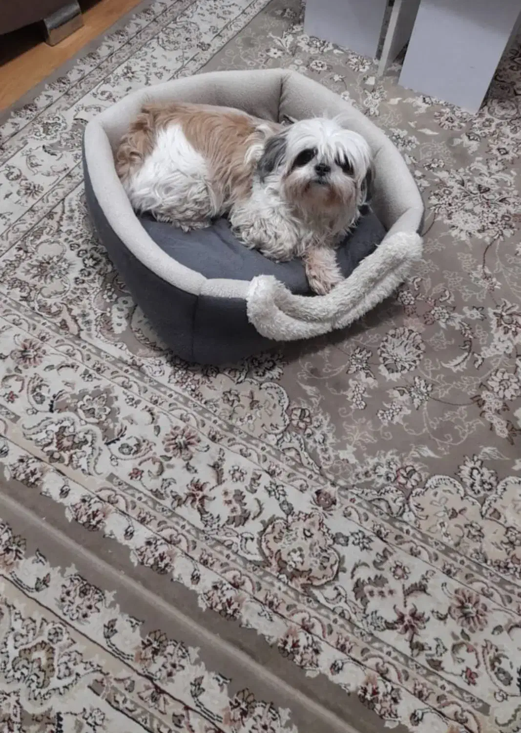 شیتزو سوپر فلت|سگ|تهران, شهرک غزالی|دیوار