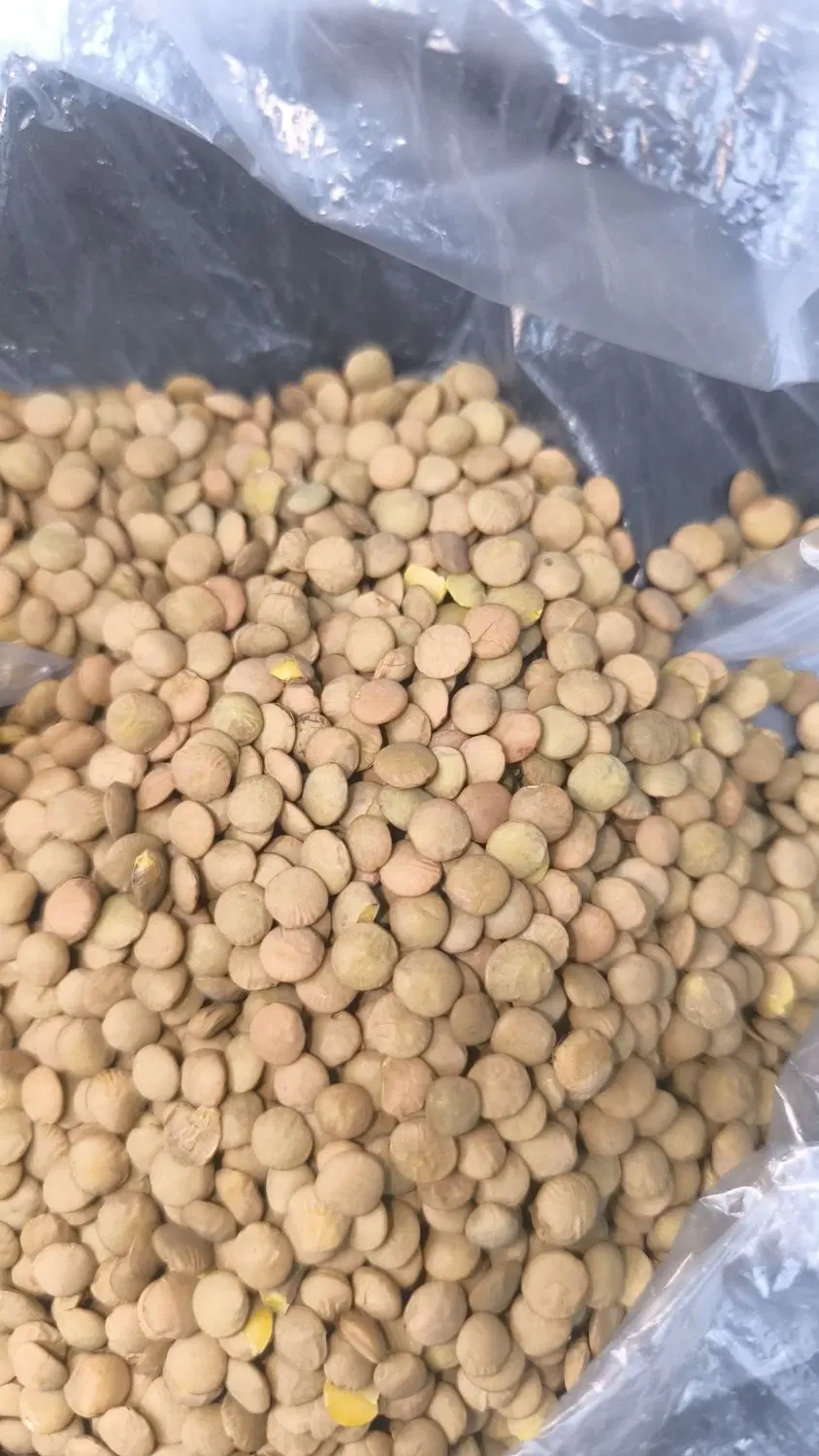 عدس|خوردنی و آشامیدنی|اصفهان, رزمندگان|دیوار
