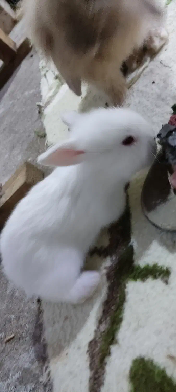 خرگوش لوپ نر و وماده|موش و خرگوش|بندر انزلی, بشمن|دیوار