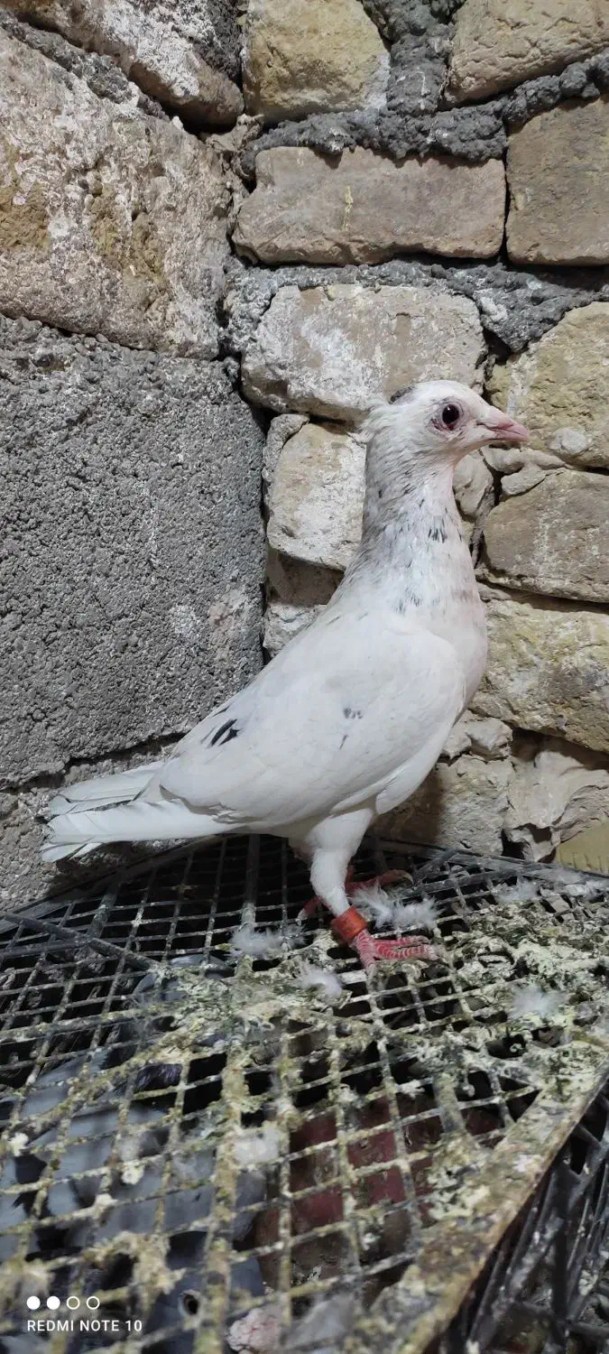 12 تا کفتر خوب|پرنده|تایباد, |دیوار