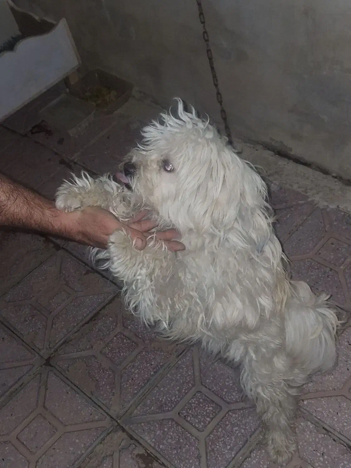 سگ خانگی پا کوتاه|سگ|سلماس, |دیوار