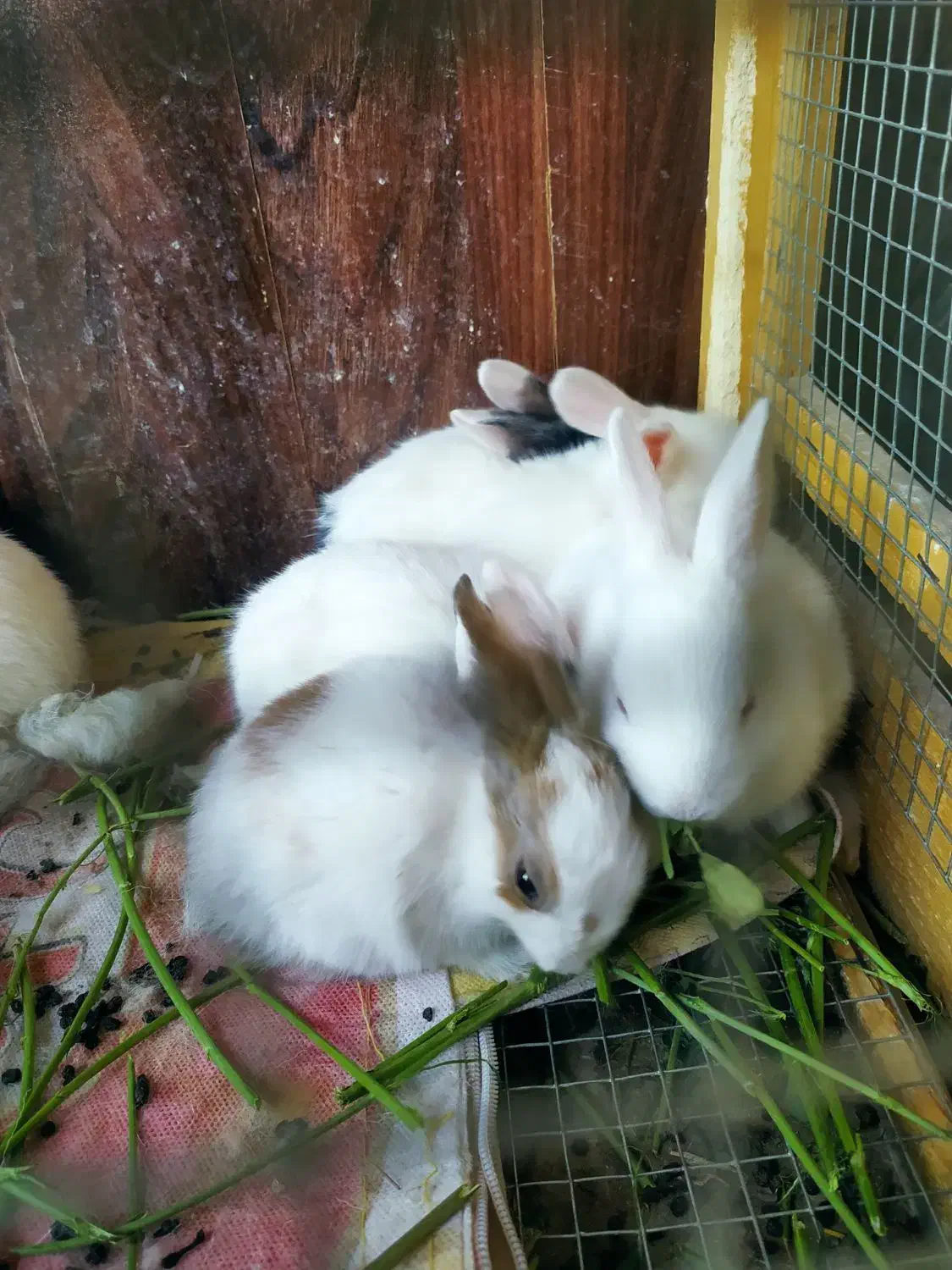 بچه خرگوش و خرگوش بزرگ  مرغ و خروس معاوضه با پرنده|موش و خرگوش|زاهدان, |دیوار