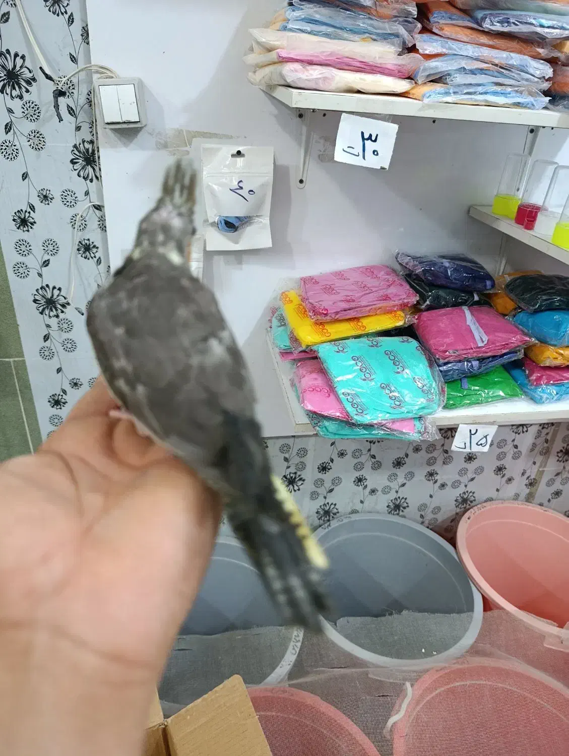 جوجه سرلاکی|پرنده|بندرعباس, |دیوار