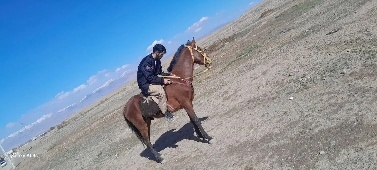 کره اسب ۲سال نرون خوشتیپ|اسب و تجهیزات اسبسواری|تربتحیدریه, بازار|دیوار