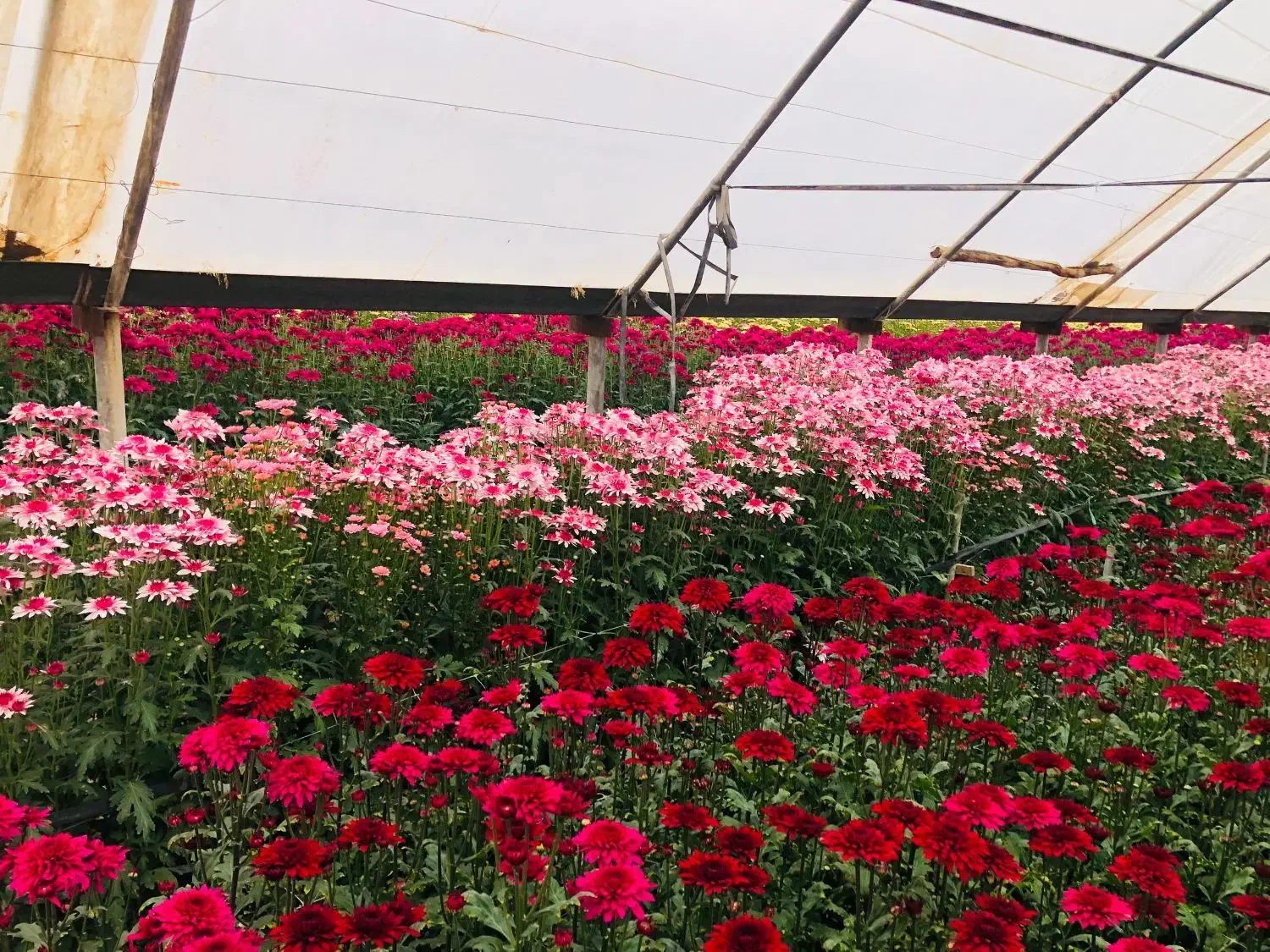 فروش گل داوودی از تولید به مصرف|گل و گیاه طبیعی|پاکدشت, پاکدشت (مامازند)|دیوار