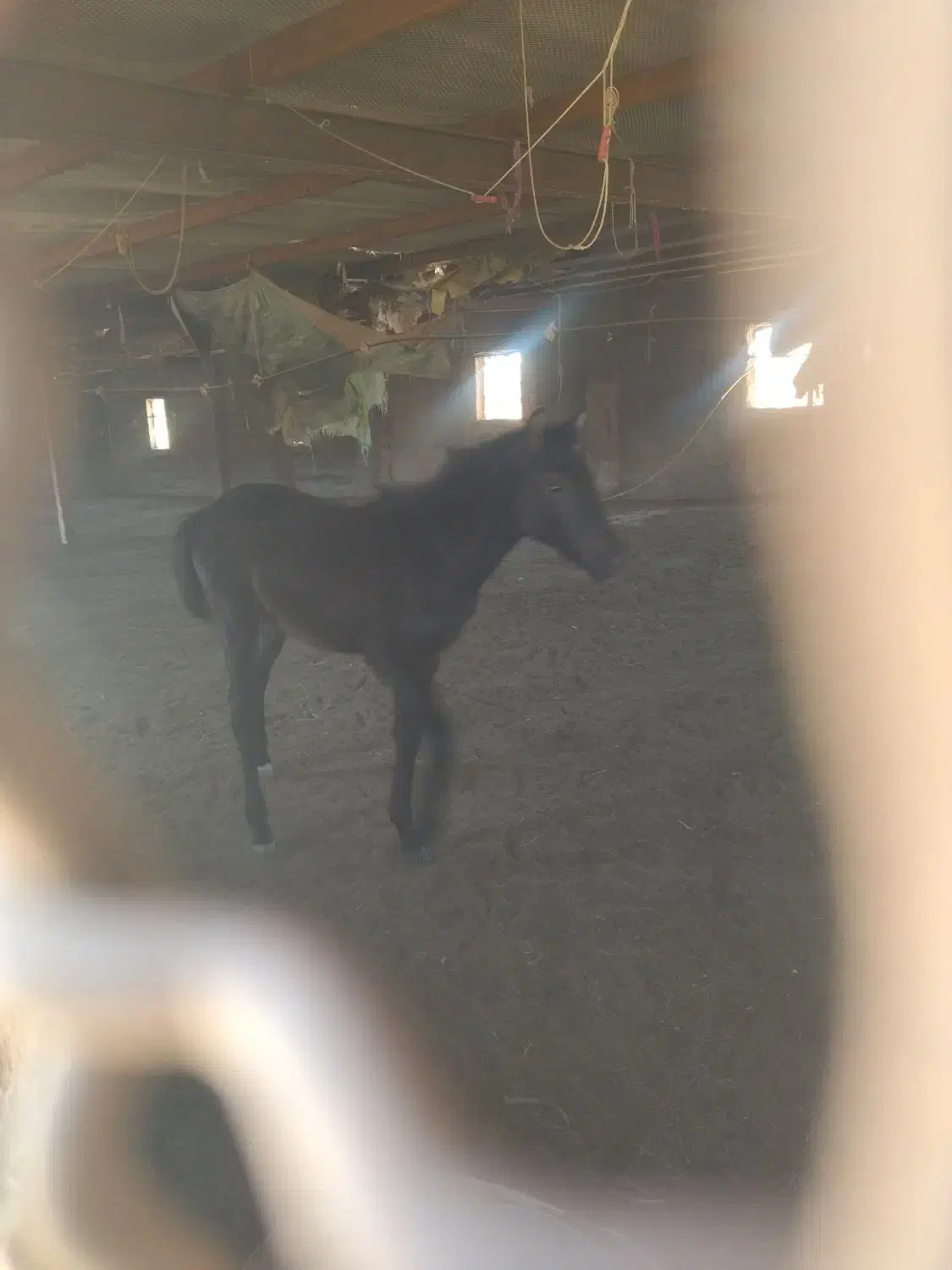 کره اسب فروشی|اسب و تجهیزات اسب‌سواری|تربت جام, جلگه موسی آباد|دیوار