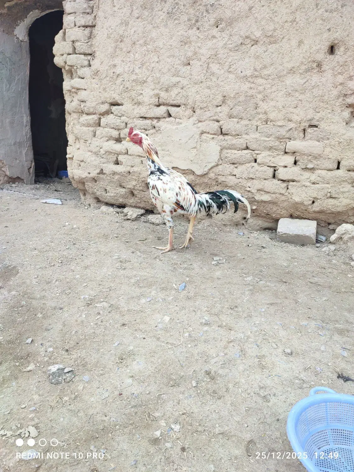 خروس افغان|حیوانات مزرعه|خاش, |دیوار