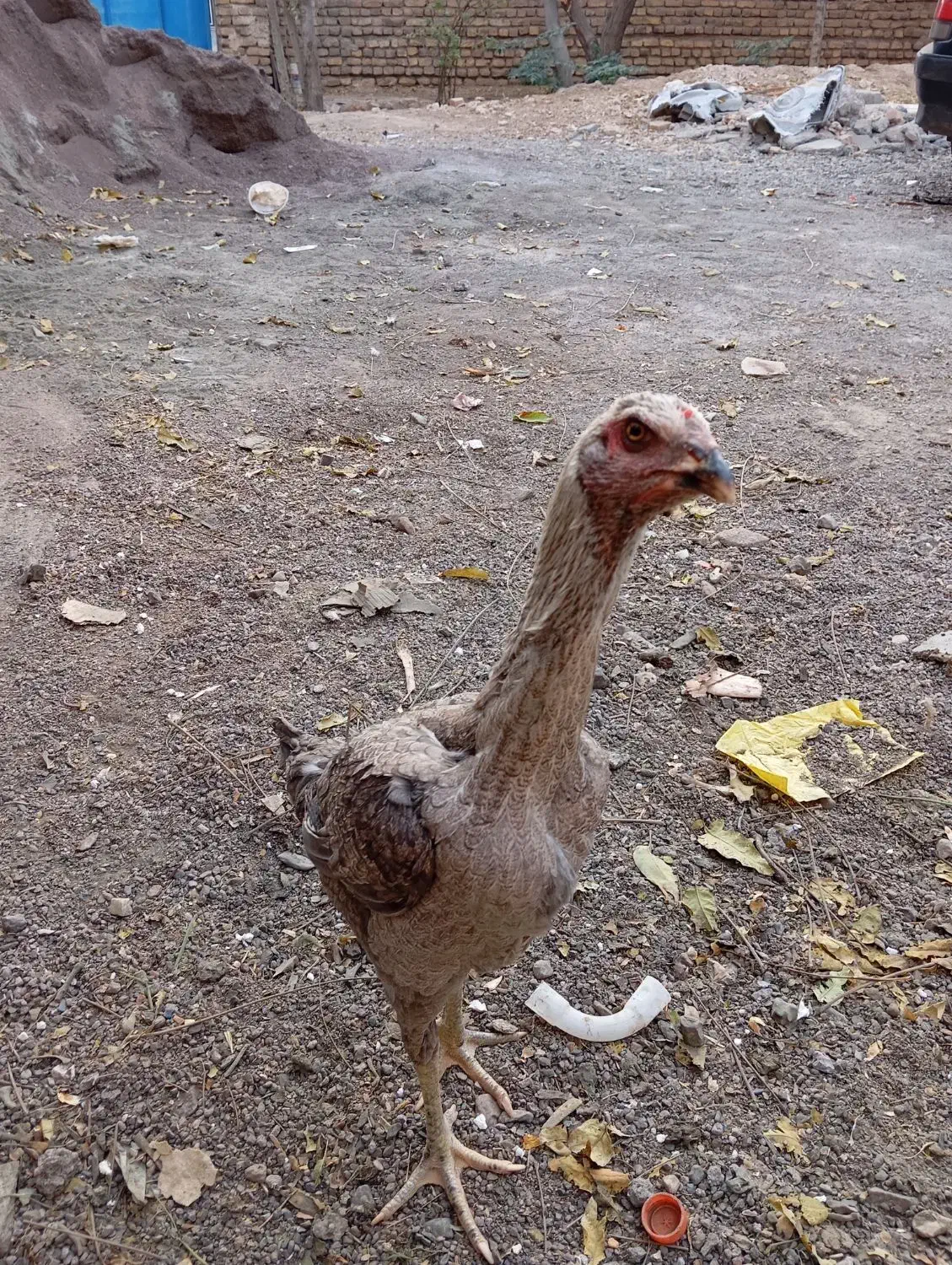 مرغ لاری|حیوانات مزرعه|تربت جام, پاسداران|دیوار