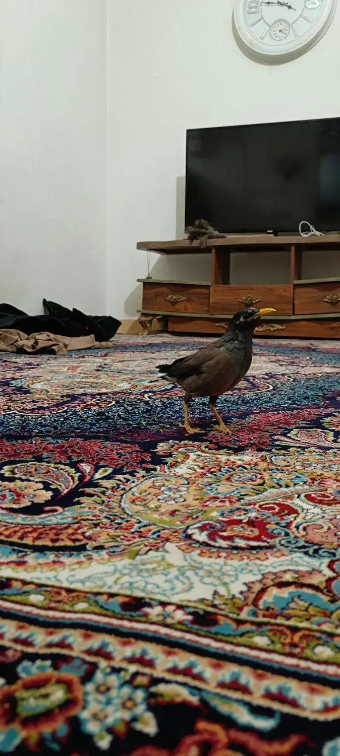 مرغ مینا رام دستی|پرنده|شهریار, شهرک بهاران (ویره)|دیوار