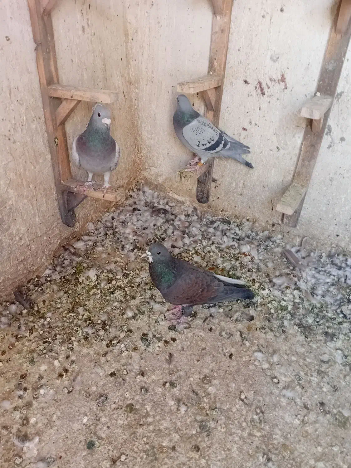 کفترپلاکی|پرنده|شیراز, جوادیه|دیوار