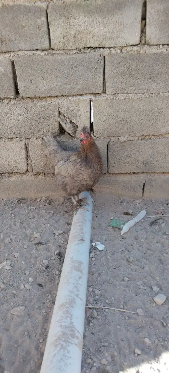 مرغ محلی تخم گذار|حیوانات مزرعه|دلبران, |دیوار