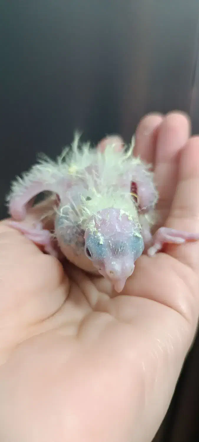 جوجه عروس هلندی فقط همین رنگ موجوده|پرنده|شاهرود, |دیوار