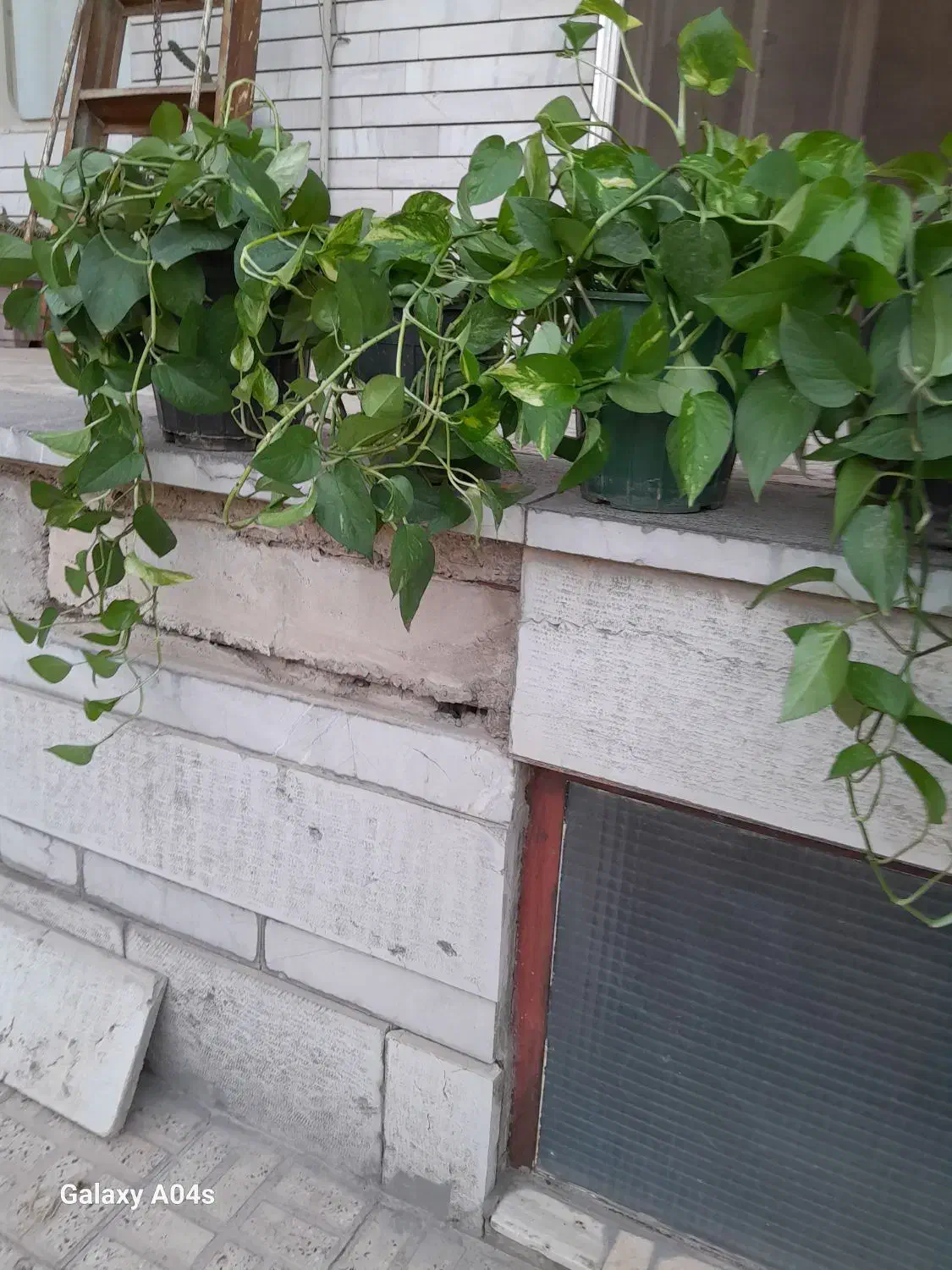 کلها سرسبز وطبیعی و سالم|گل و گیاه طبیعی|اصفهان, بوستان ناژوان|دیوار