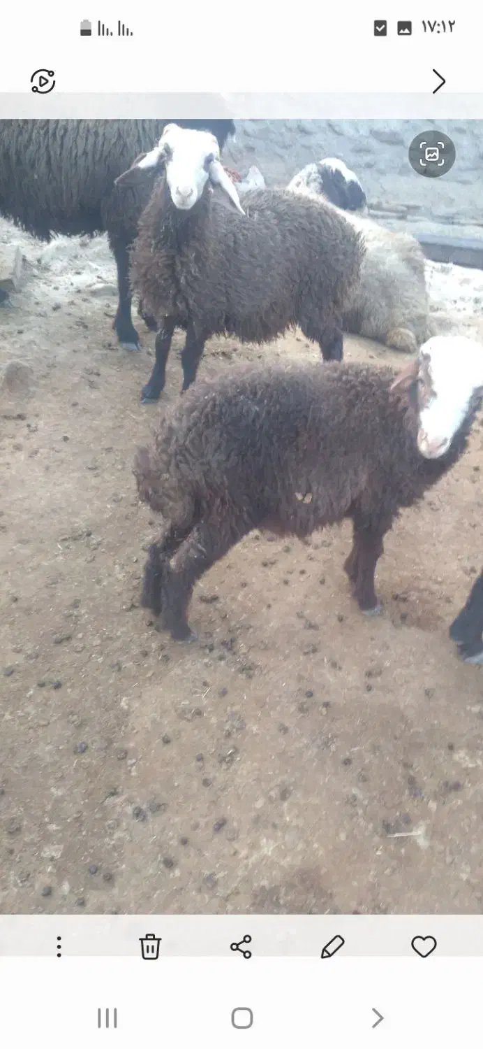 دوتا بره برای پروار|حیوانات مزرعه|گراش, |دیوار