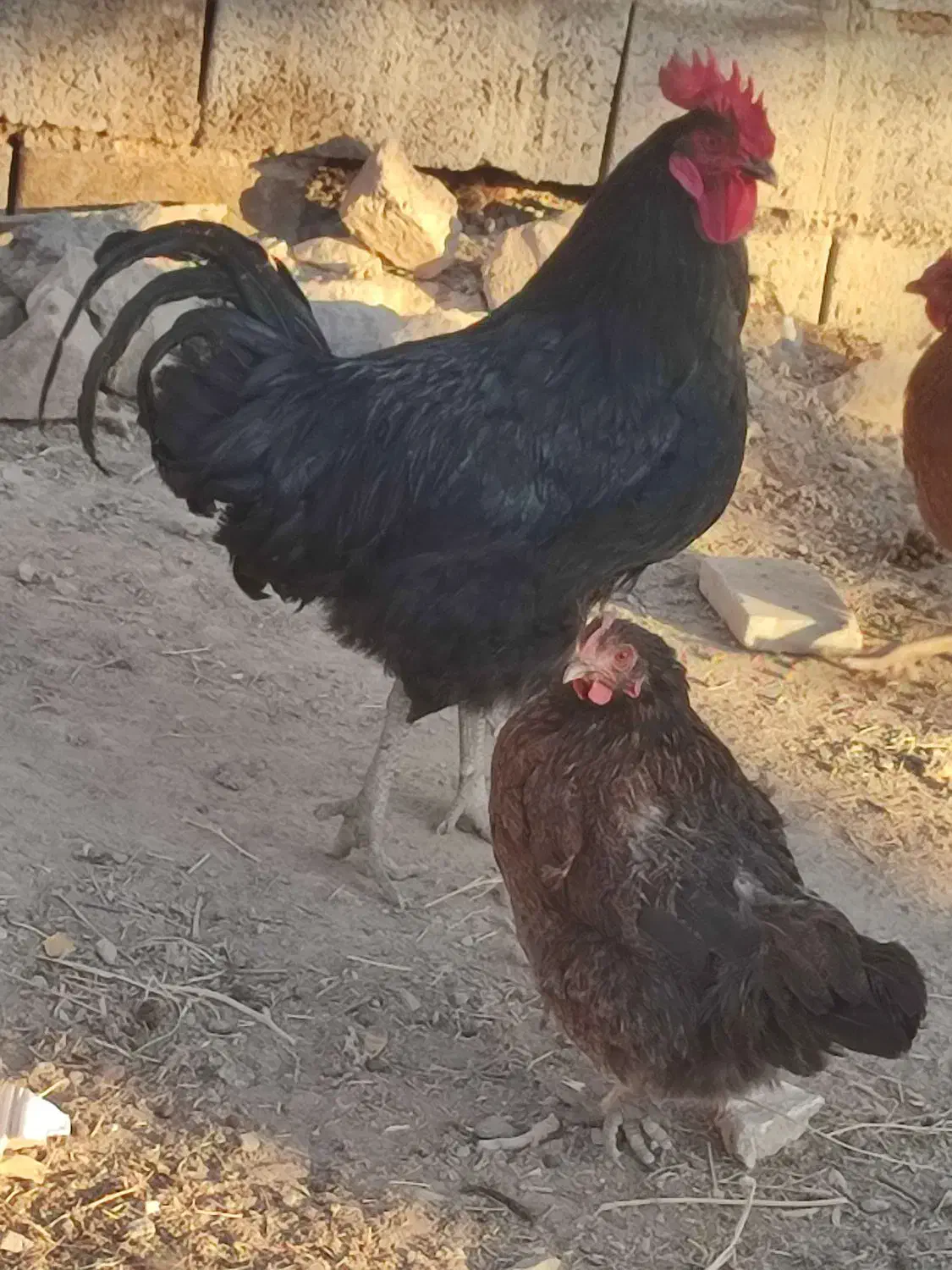 خروس تمام مشکی برای کشتن|حیوانات مزرعه|فیروزه, |دیوار