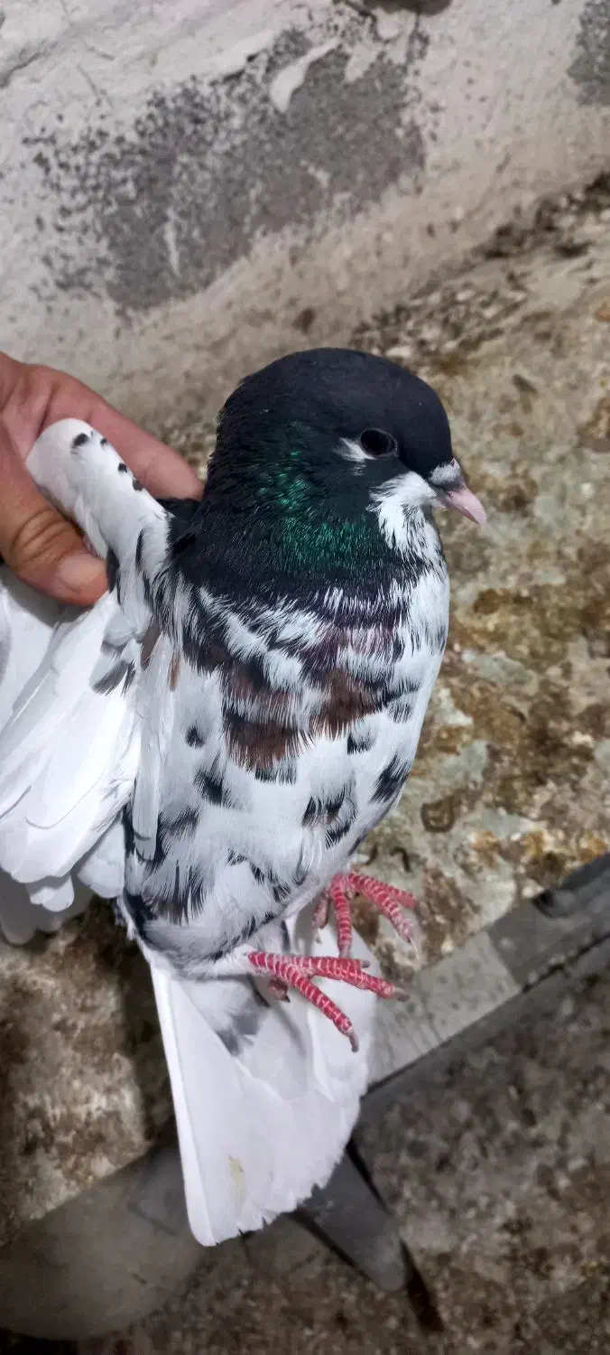 کبوتر یال گلدار|پرنده|نورآباد ممسنی, |دیوار